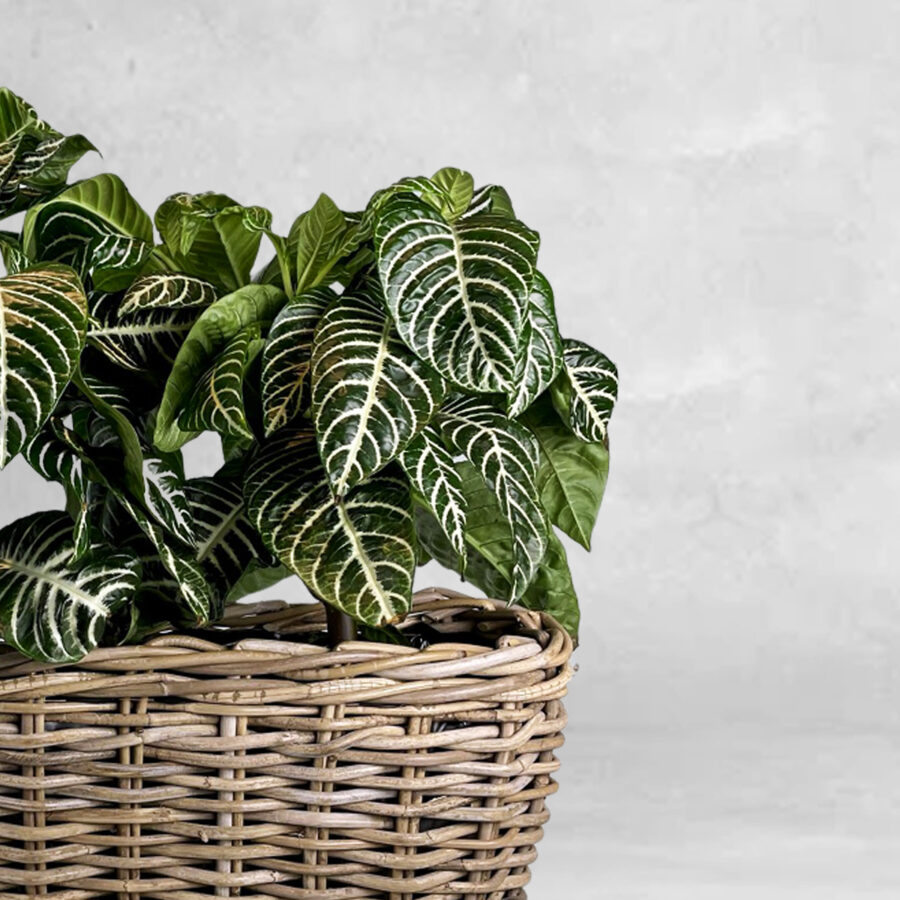 Aphelandra - Floristas, entrega de flores lisboa