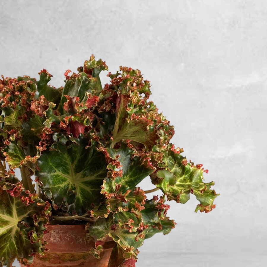 Begonia - Floristas, entrega de flores lisboa