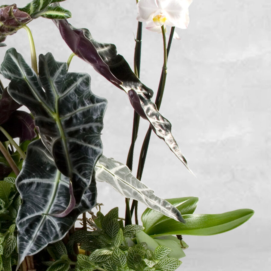 Cesto De OrquÍdeas E Plantas Cesto De OrquÍdeas E Plantas - Floristas, entrega de flores lisboa