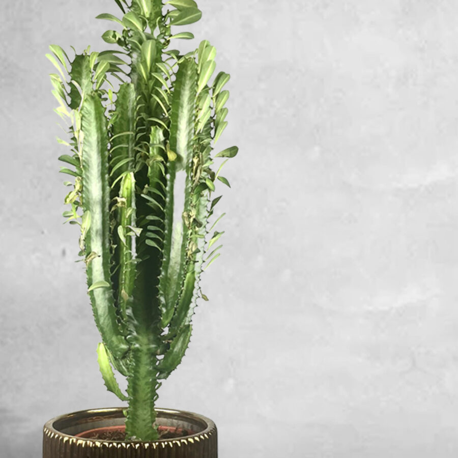 Euphorbia "dessert" - Floristas, entrega de flores lisboa