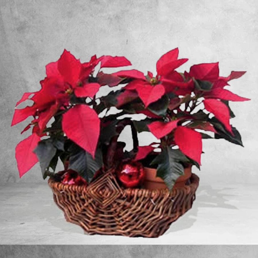Cesta Com PoinsÉtia E DecoraÇÃo Natal - Floristas, entrega de flores lisboa